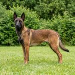 Malinois