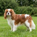 Cavalier King Charles Spaniel