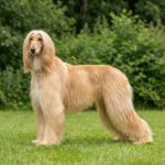 Afghanischer Windhund