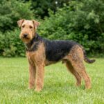 Airedale Terrier
