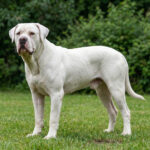 Alangu Mastiff
