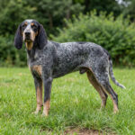 American Blue Gascon Hound