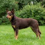 Australian Kelpie