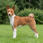 Basenji