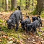 Affenpinscher – affenpinscher