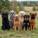 Affenpinscher – affenpinscher_10