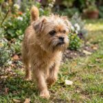 Affenpinscher – affenpinscher_12