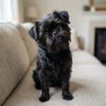 Affenpinscher – affenpinscher_13