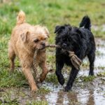 Affenpinscher – affenpinscher_6