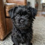 Affenpinscher – affenpinscher_7