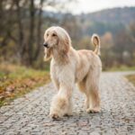 Afghanischer Windhund – afghanischer-windhund_0001