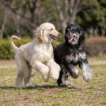 Afghanischer Windhund – afghanischer-windhund_0004