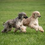 Afghanischer Windhund – afghanischer-windhund_0005