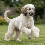 Afghanischer Windhund – afghanischer-windhund_0007