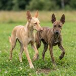 Africanis – africanis_0002