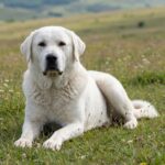 Akbaş – akbas_0001