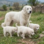 Akbaş – akbas_0002