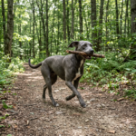 Blue Lacy – blue-lacy_0001