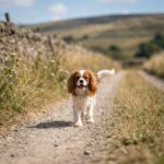 Cavalier King Charles Spaniel – cavalier-king-charles-spaniel_0004