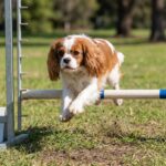 Cavalier King Charles Spaniel – cavalier-king-charles-spaniel_0007