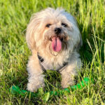 Havaneser – havaneser_0001