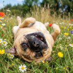 Puggle – puggle_0001