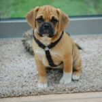 Puggle – puggle_0002