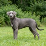 Blue Lacy