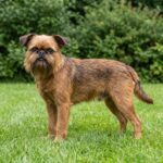 Brüsseler Griffon