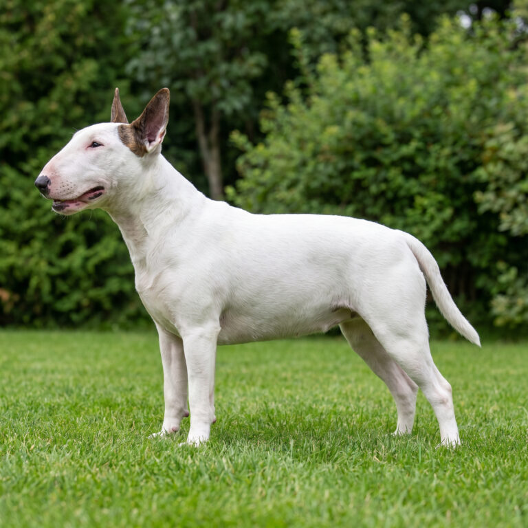 Bull Terrier