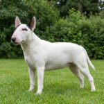 Miniature Bull Terrier