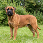Bullmastiff