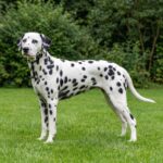 Dalmatiner
