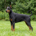 Dobermann