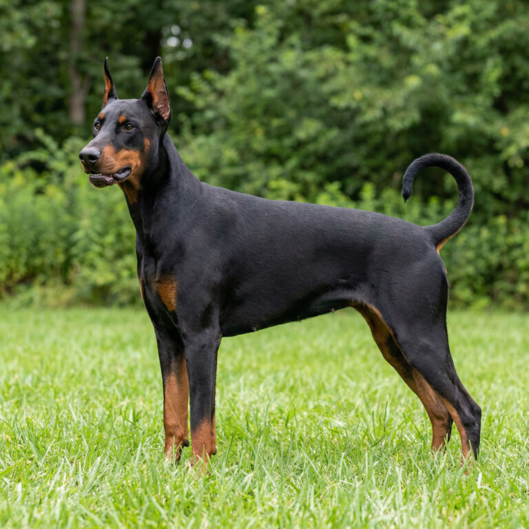 Dobermann
