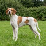 English Pointer