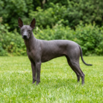 Xoloitzcuintle