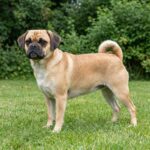 Puggle – puggle