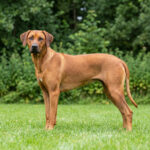 Rhodesian Ridgeback