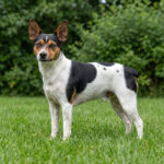 Teddy Roosevelt Terrier