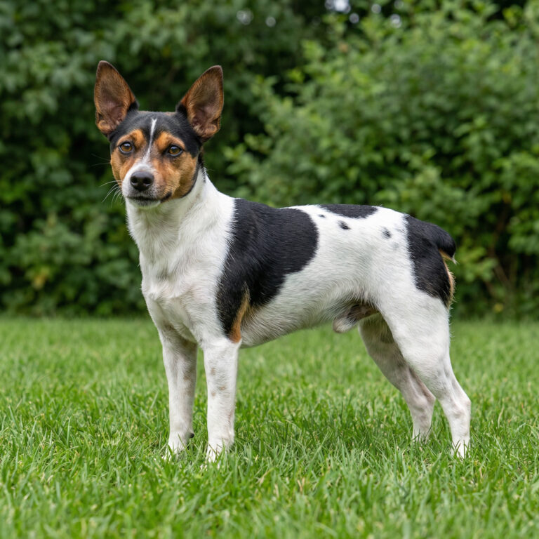 Teddy Roosevelt Terrier