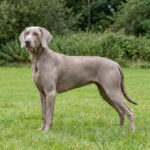 Weimaraner